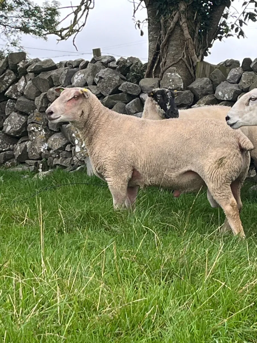 Charolias ram - Image 1