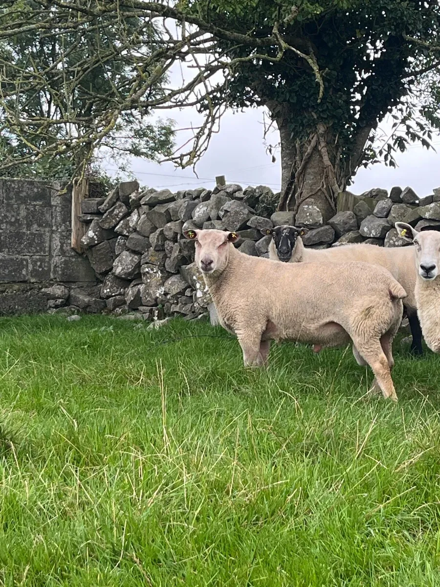 Charolias ram - Image 2