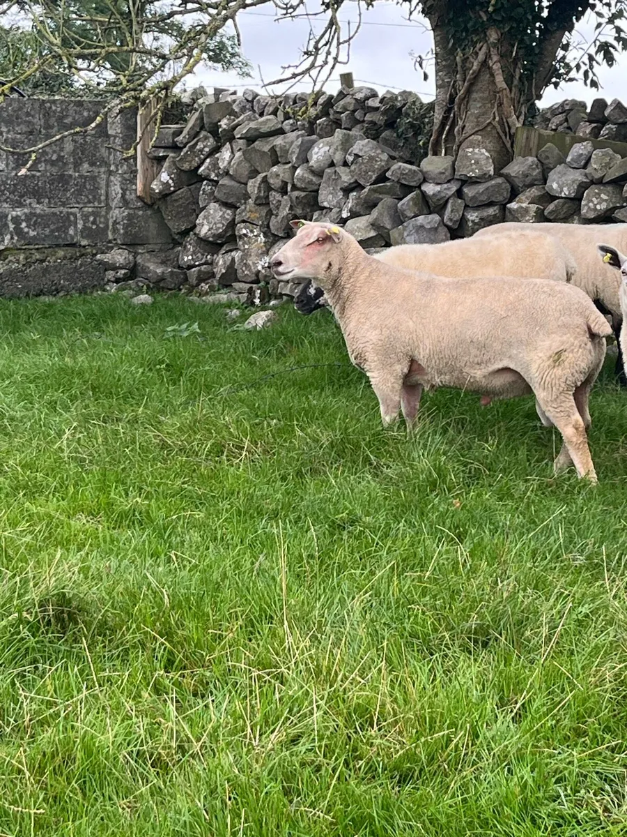 Charolias ram - Image 3