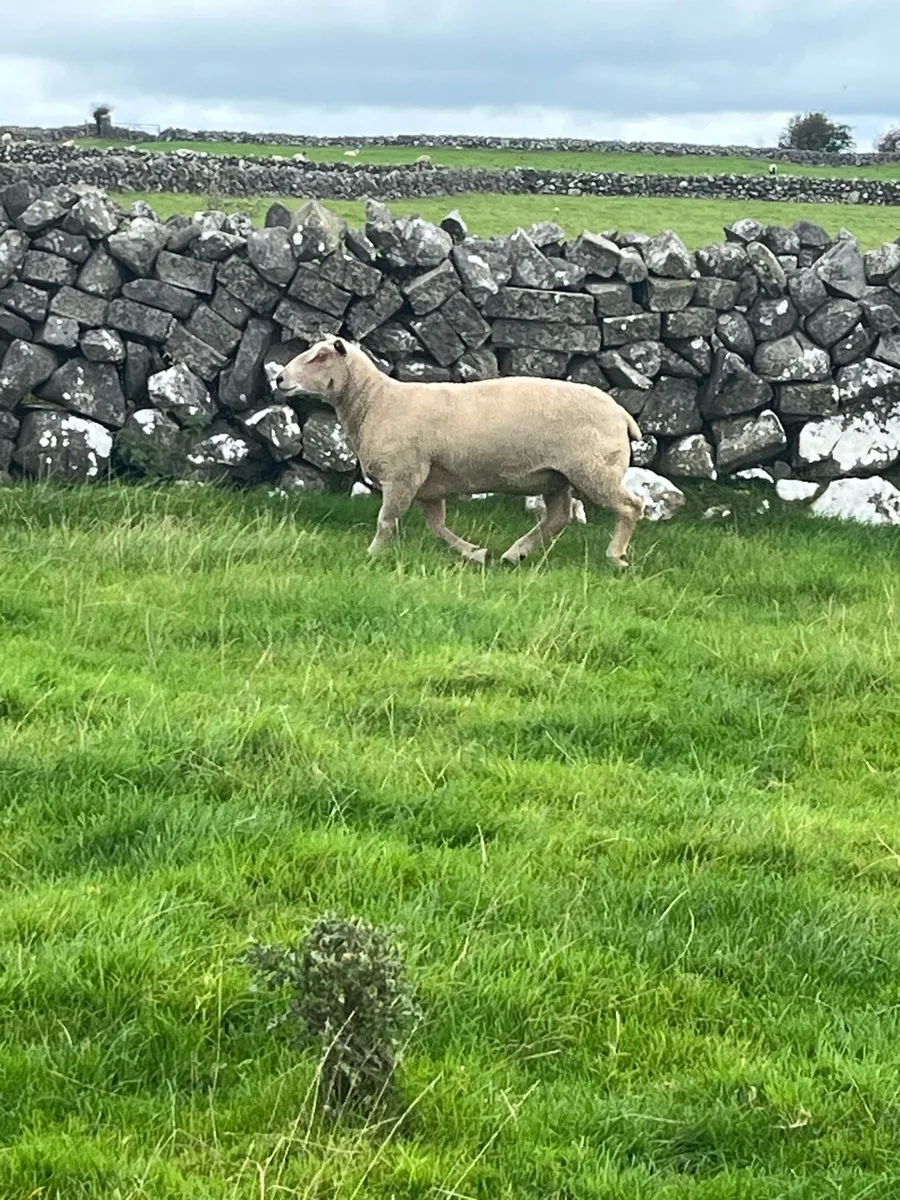Charolias ram - Image 4
