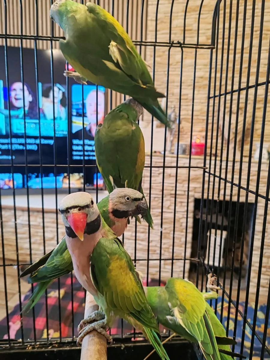 Mustache parakeets - Image 2