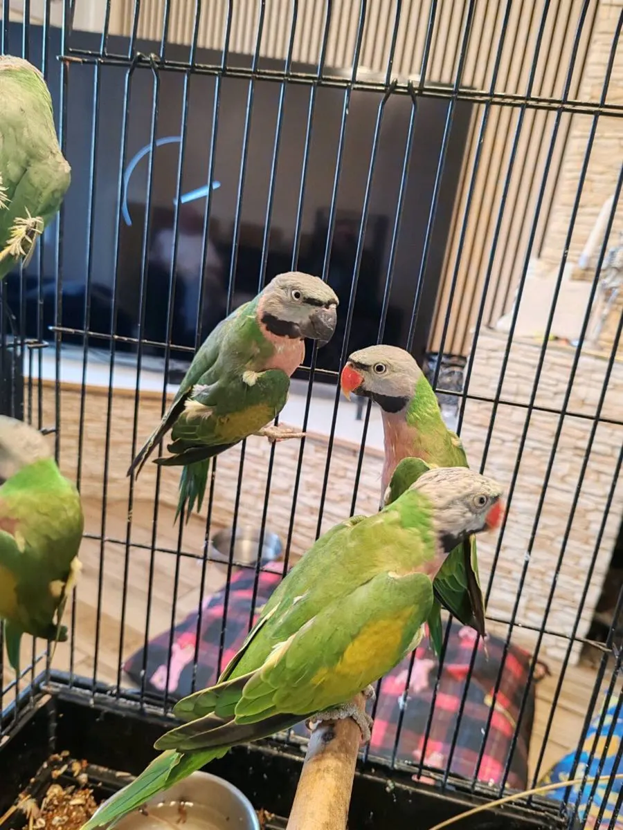 Mustache parakeets - Image 3