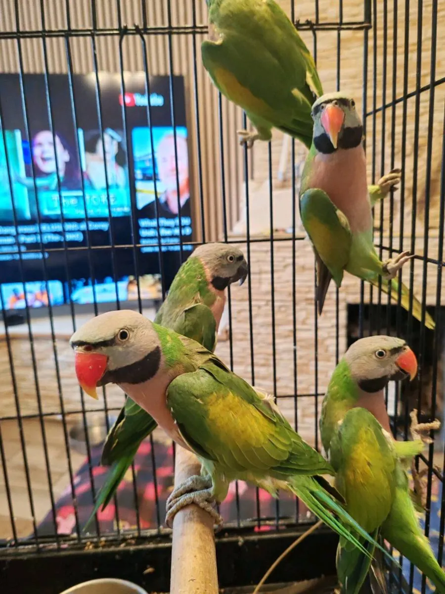 Mustache parakeets - Image 1