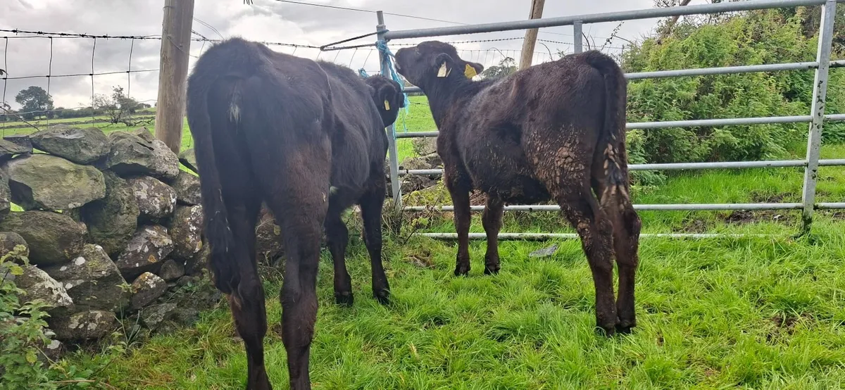 Angus Heifer Weanlings - Image 4