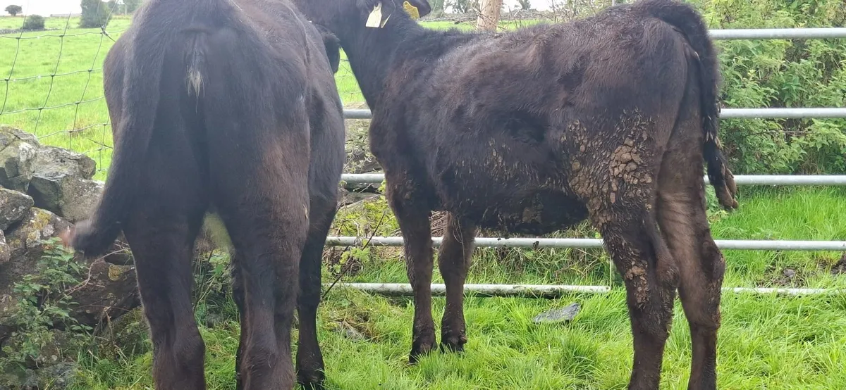 Angus Heifer Weanlings - Image 1
