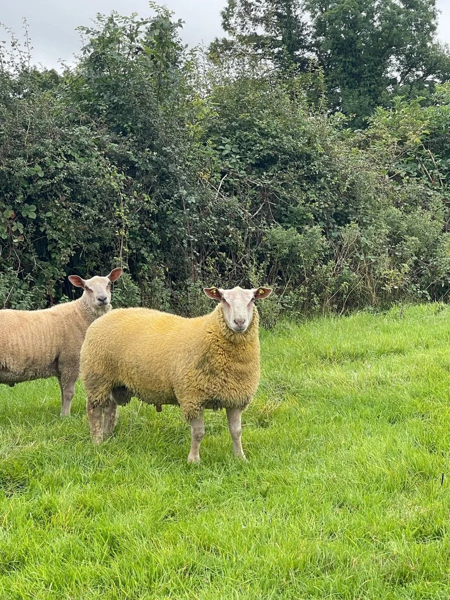 Pb Charollais Hogget & Ram lambs - Image 1