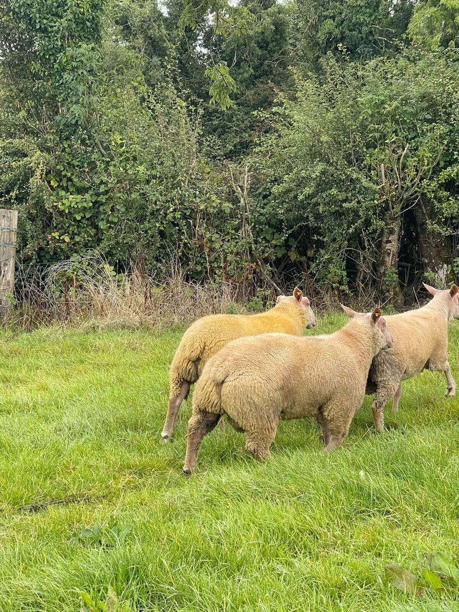 Pb Charollais Hogget & Ram lambs - Image 2