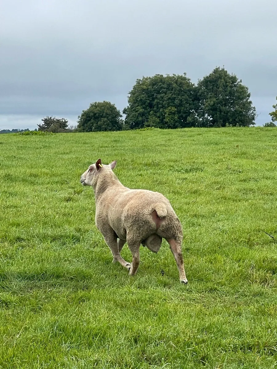 Pb Charollais Hogget & Ram lambs - Image 3