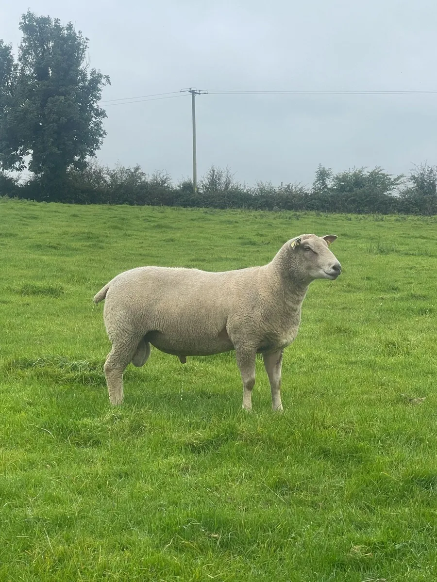 Pb Charollais Hogget & Ram lambs - Image 4