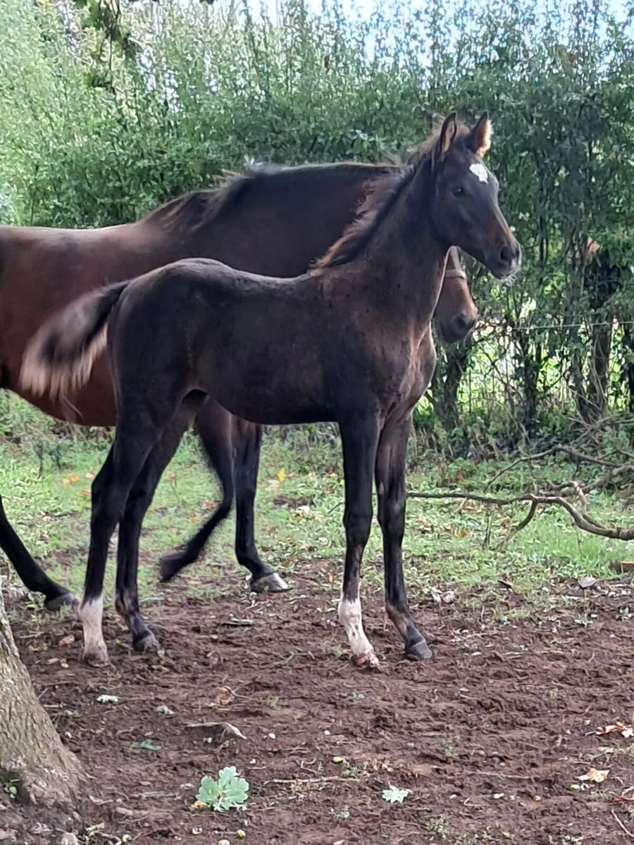 FOAL - Image 1