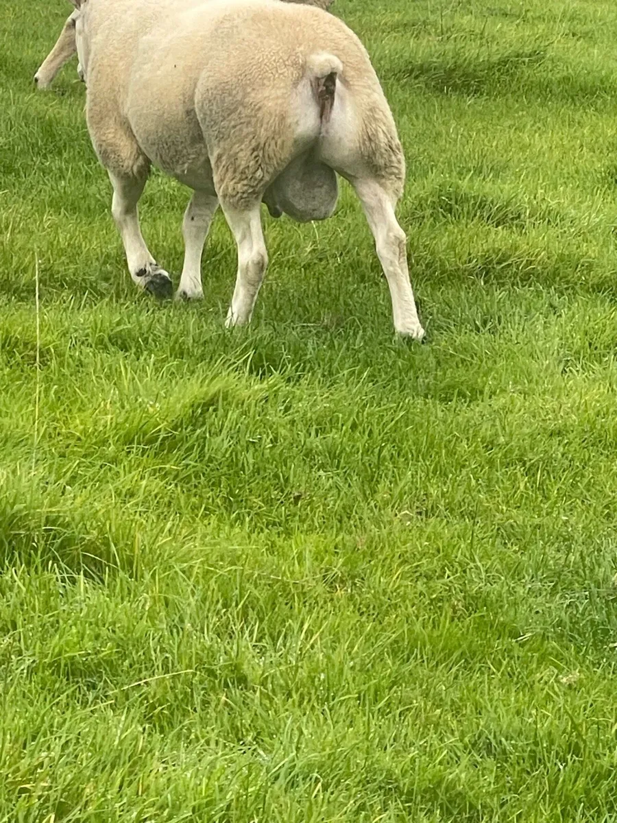 3 yr old Pb Texel Ram - Image 4