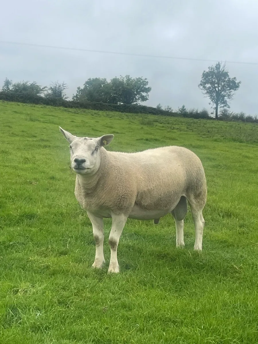 3 yr old Pb Texel Ram - Image 1