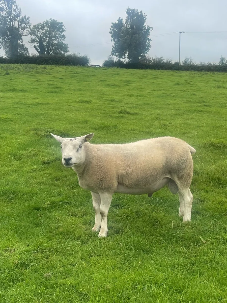 3 yr old Pb Texel Ram - Image 2