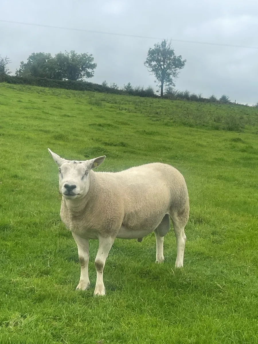 3 yr old Pb Texel Ram - Image 3