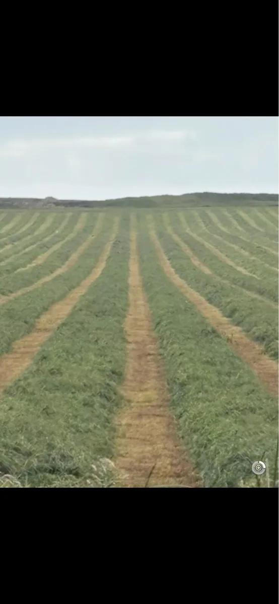 Silage - Image 4