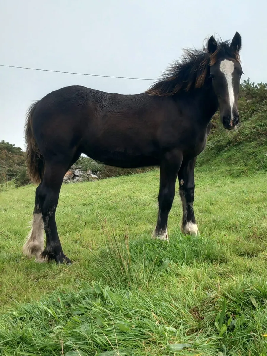 Filly Foal - Image 1