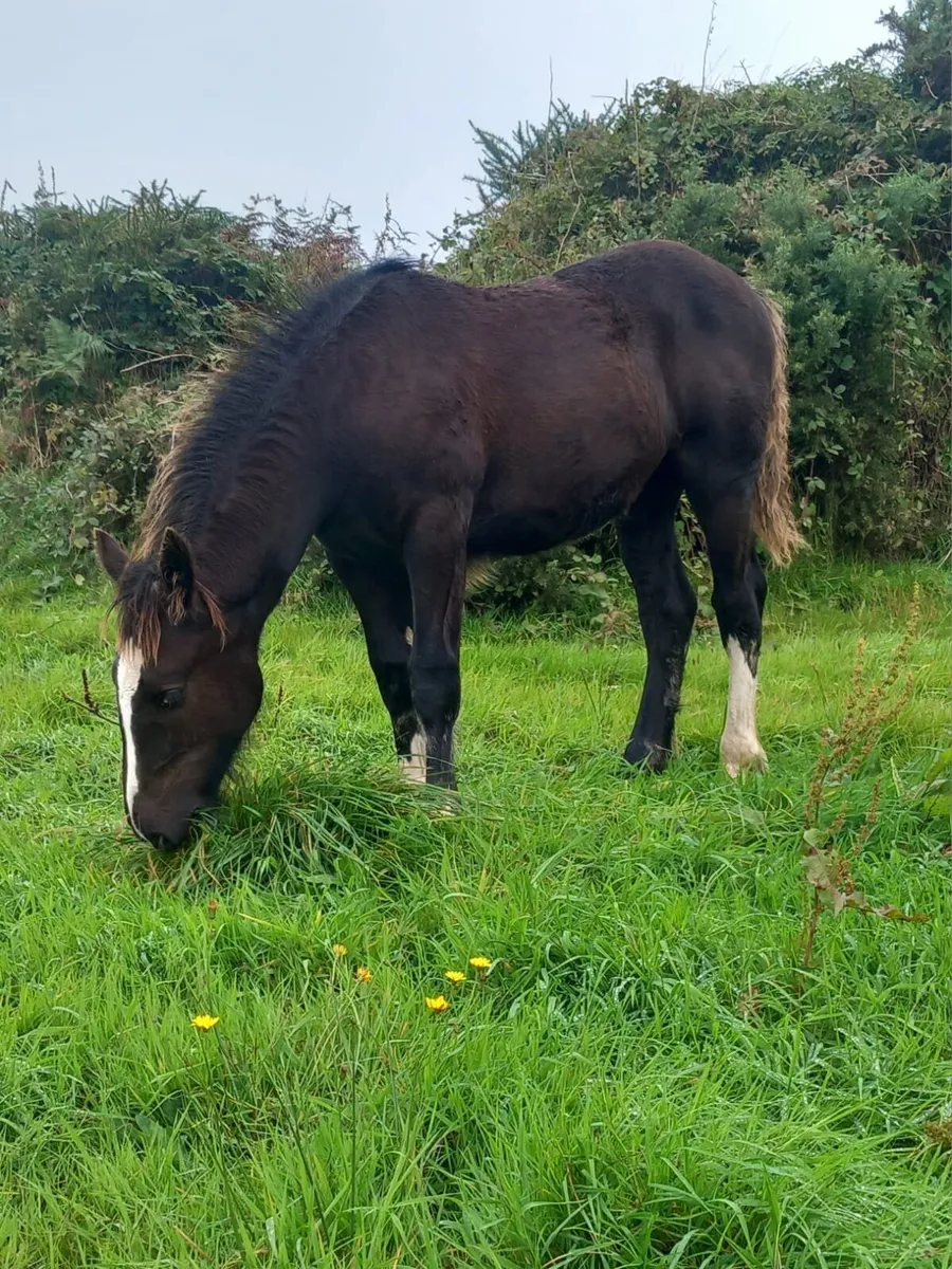 Filly Foal - Image 2
