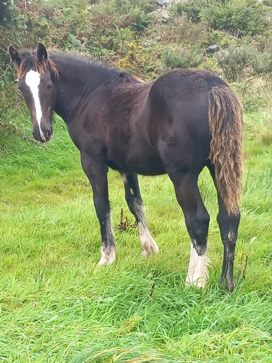 Filly Foal - Image 3