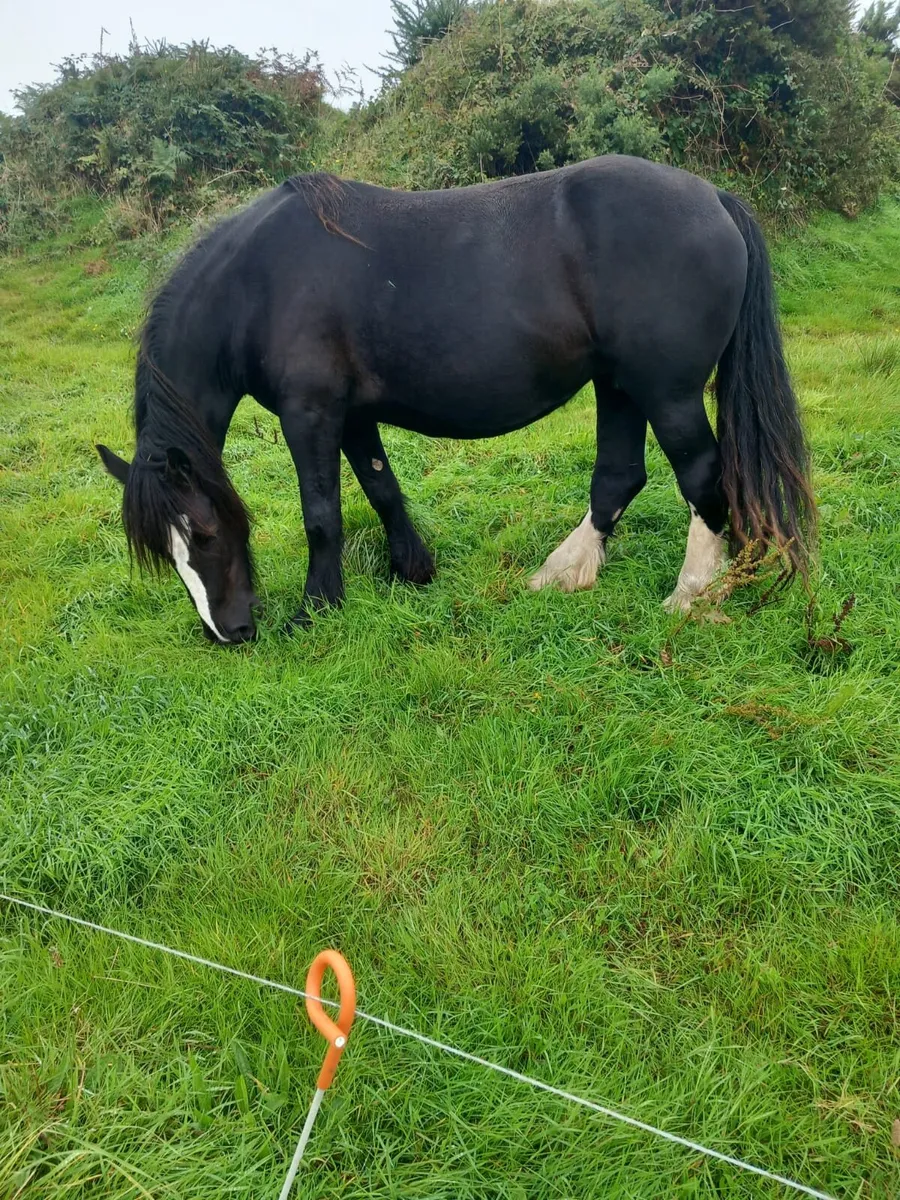 Filly Foal - Image 4