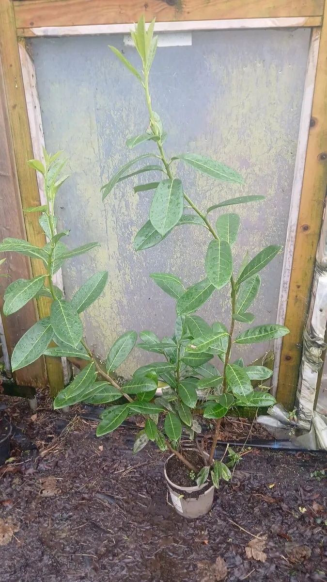 Potted laurel hedging national delivery - Image 2