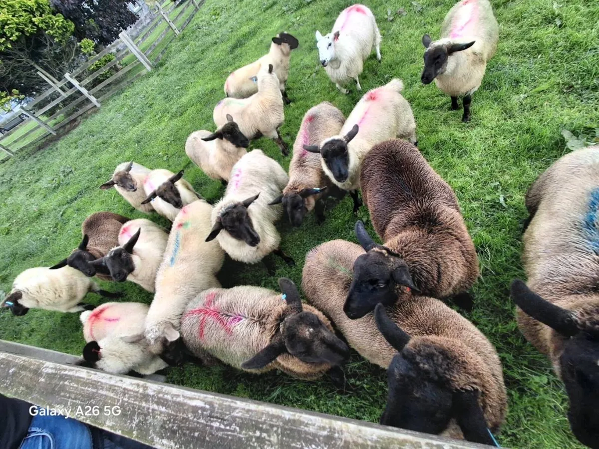 Ewe lambs - Image 1