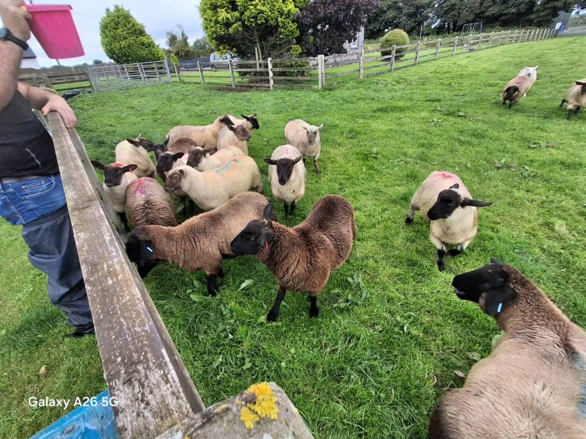Ewe lambs - Image 2