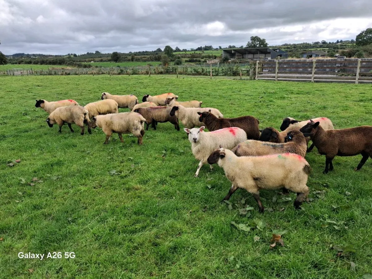 Ewe lambs - Image 3