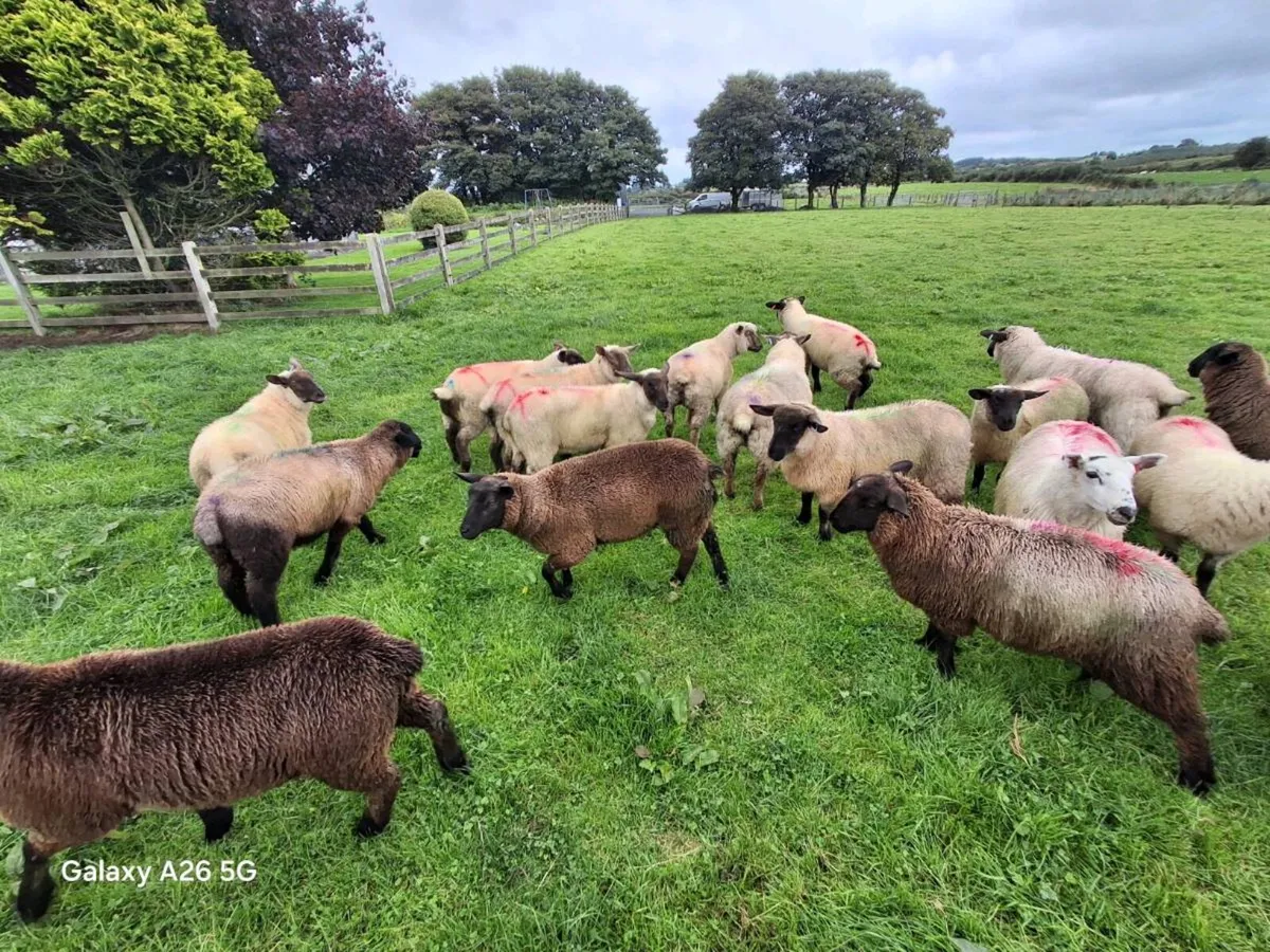Ewe lambs - Image 4