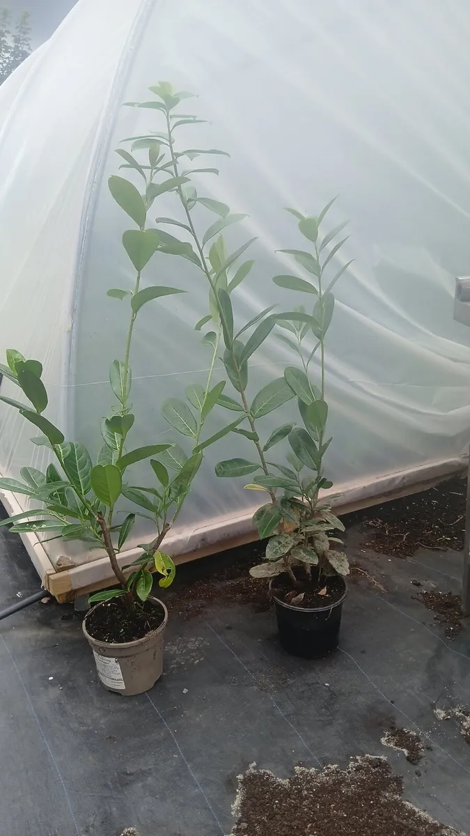Potted laurel hedging national delivery - Image 3