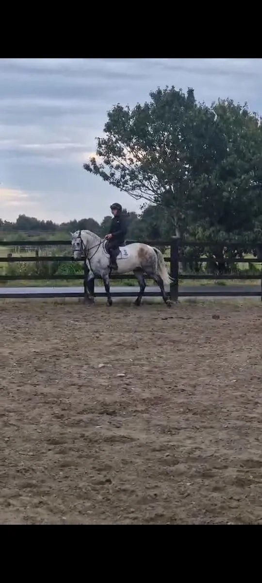 4 Year Connemara gelding - Image 2