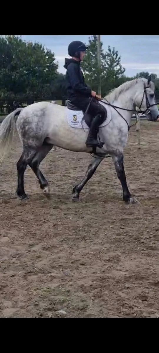 4 Year Connemara gelding - Image 3