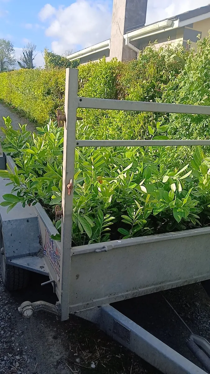 Potted laurel hedging national delivery - Image 1