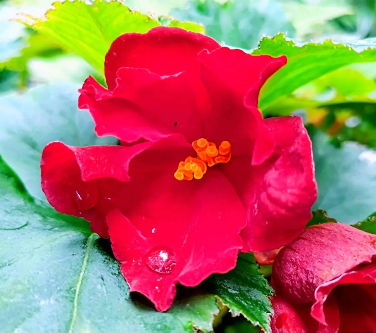 Begonia Crimson Camilla SALE