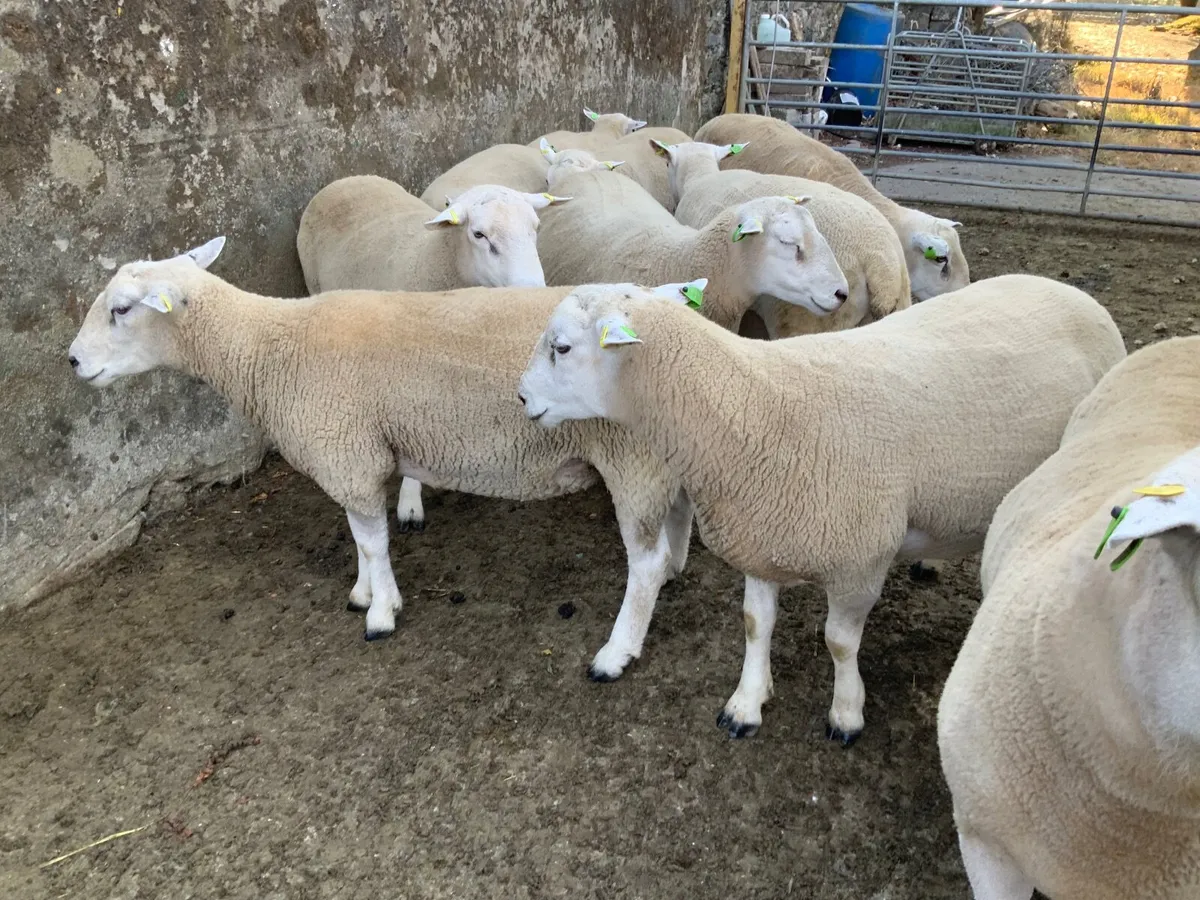 For Sale, Milltown Mart, Co Kerry.  Sat. Sept 19th