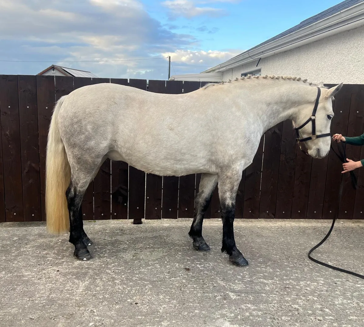 5yr Old Connemara - Image 2