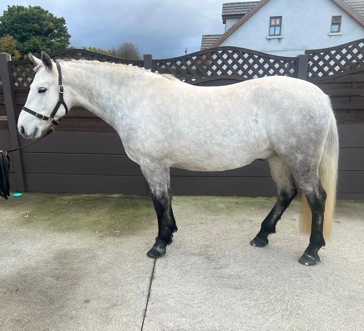 5yr Old Connemara - Image 3