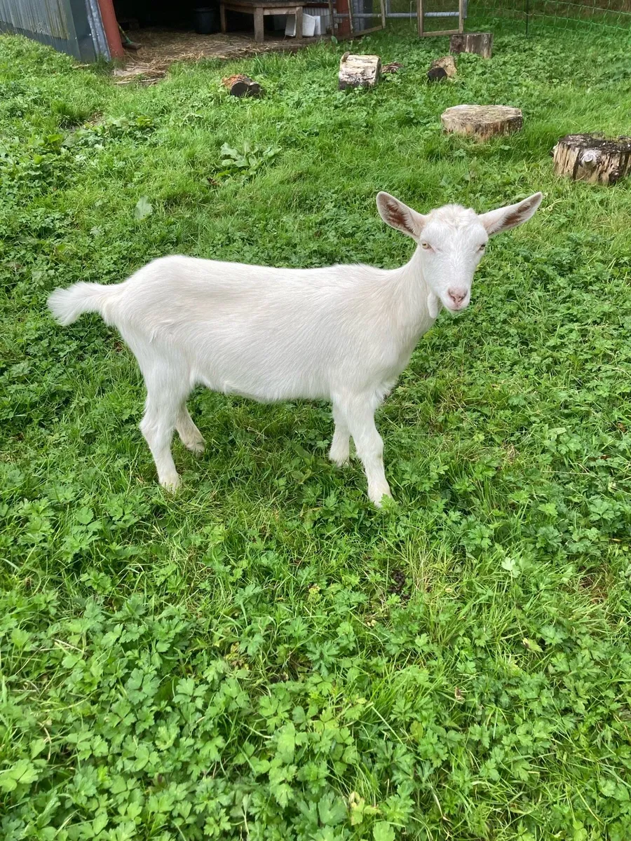 Young female goats - Image 1