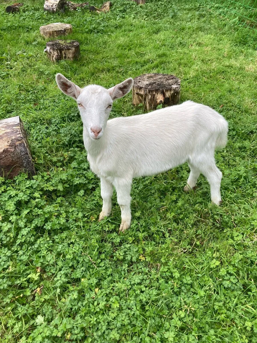 Young female goats - Image 2