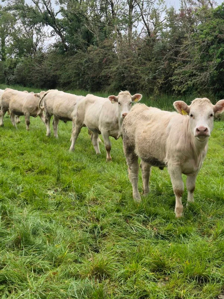 Pedigree registered charolais heifers - Image 1