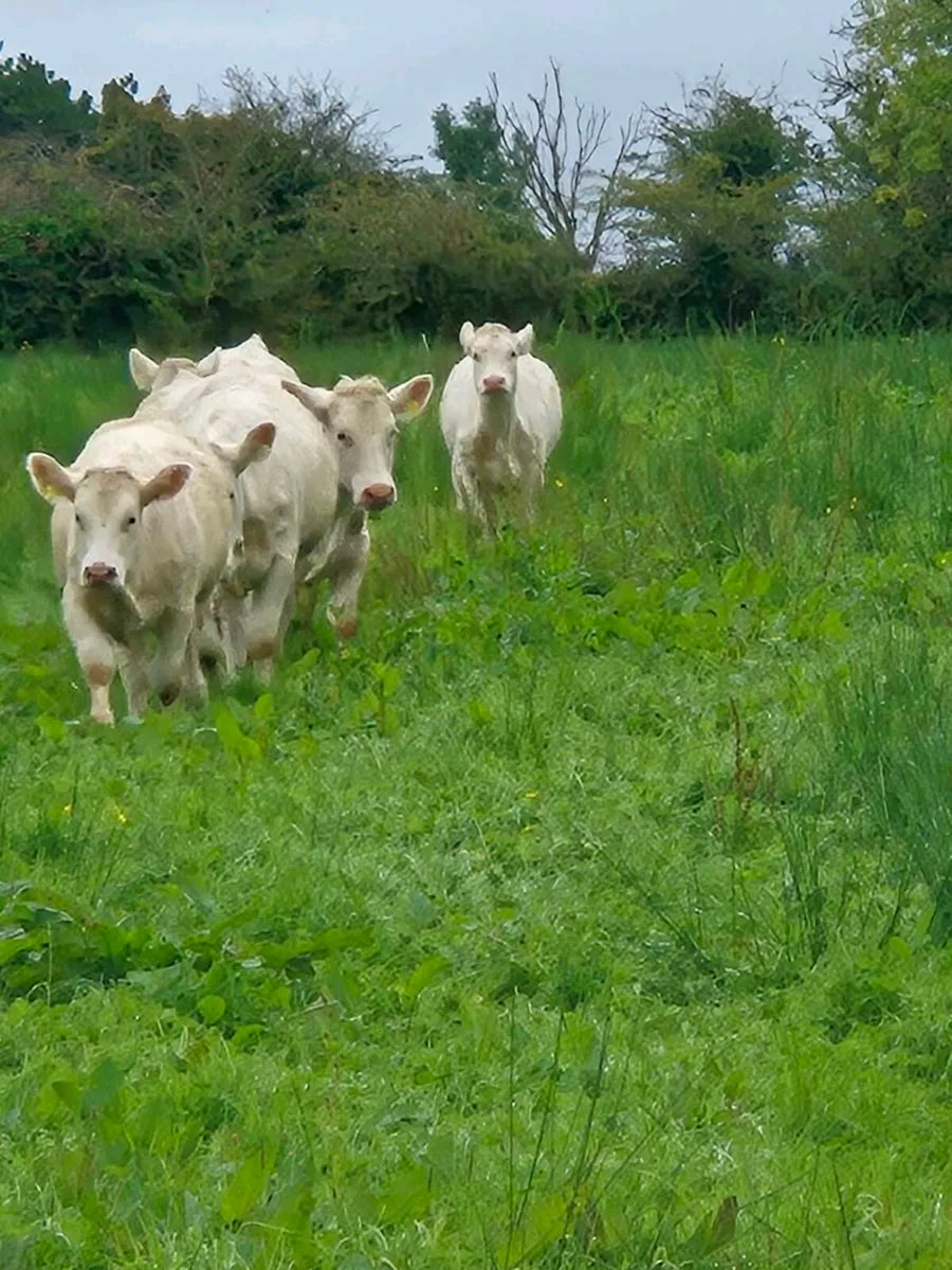 Pedigree registered charolais heifers - Image 2