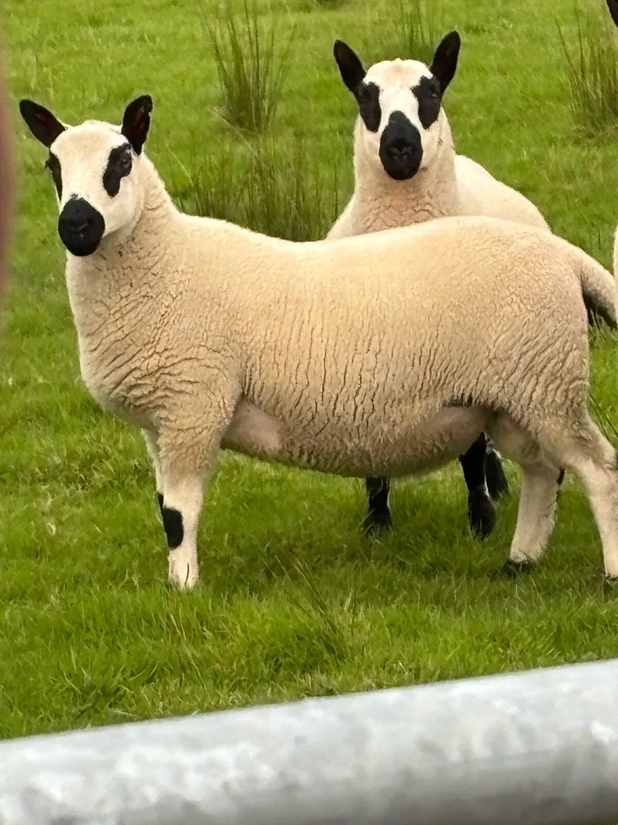 Kerry hill Ram lambs - Image 1
