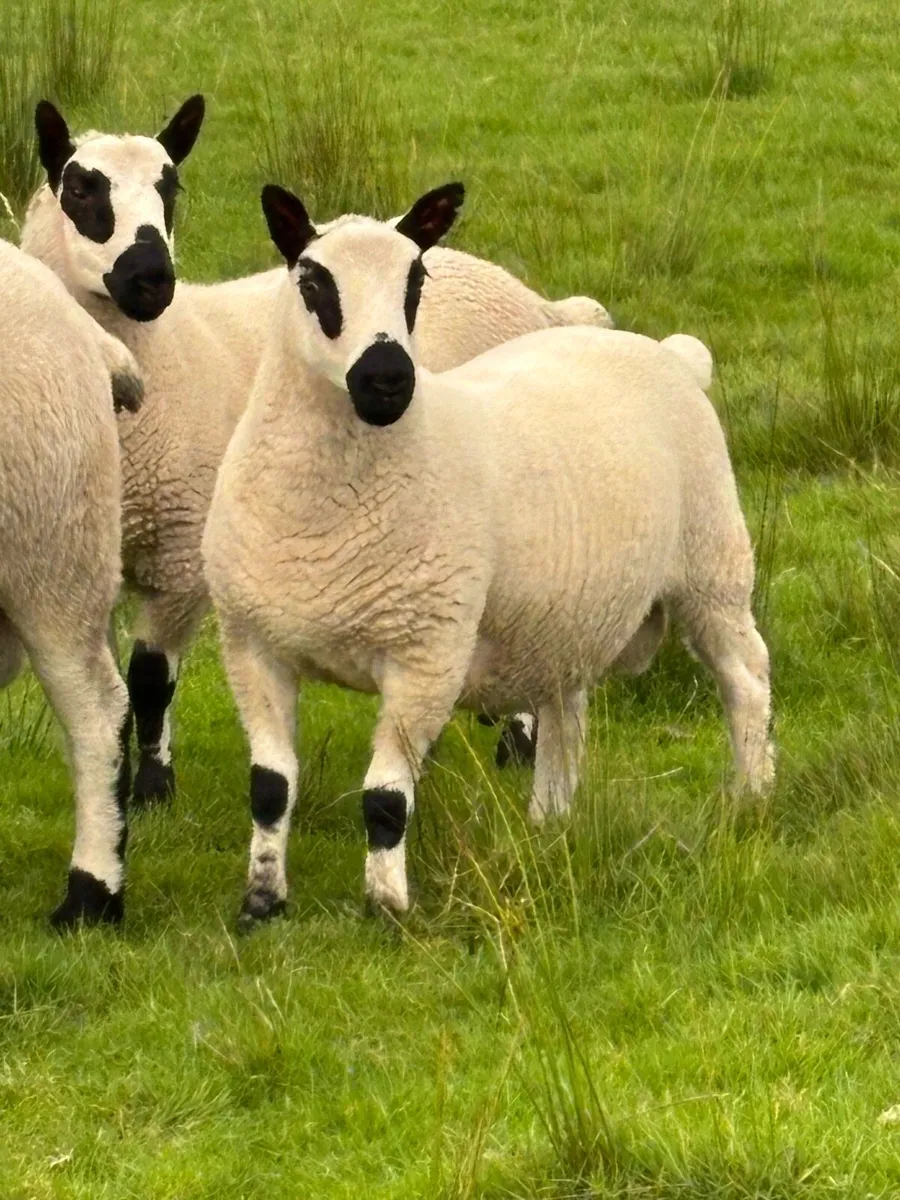 Kerry hill Ram lambs - Image 2