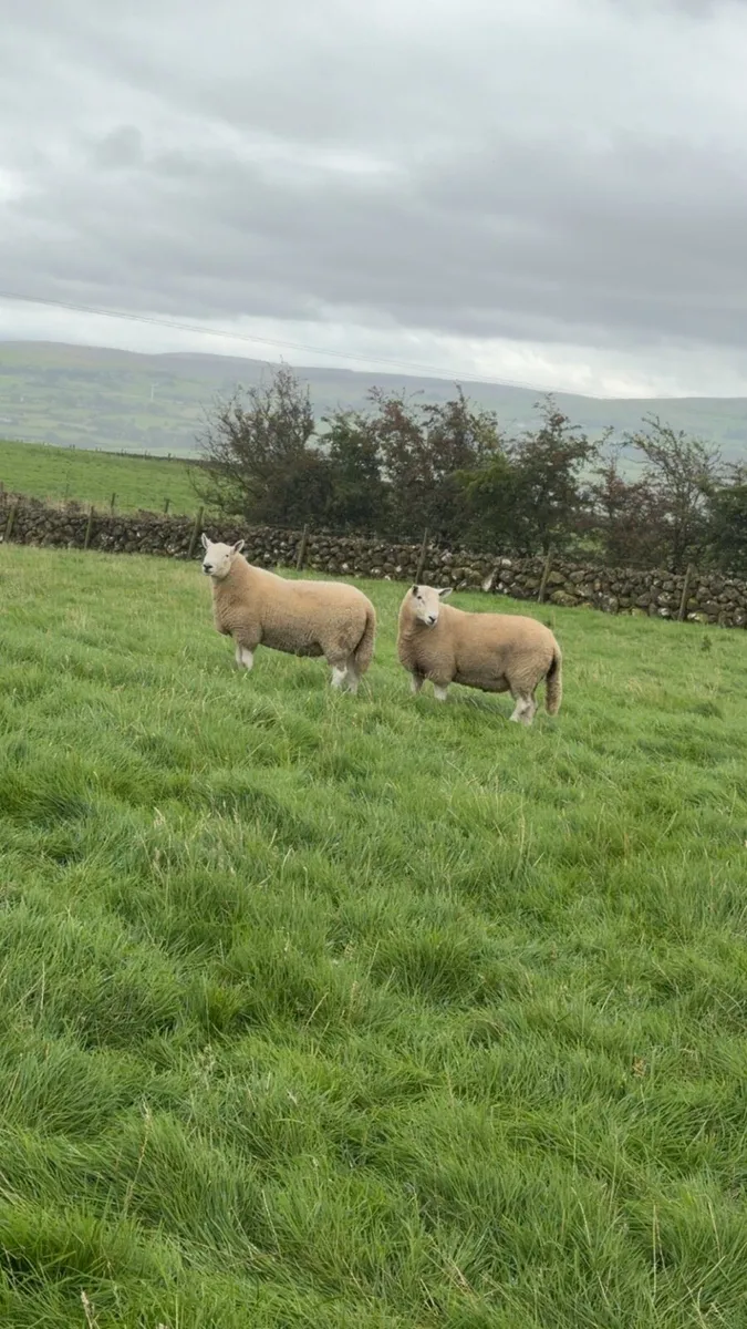 Wicklow Cheviot shearling - Image 2