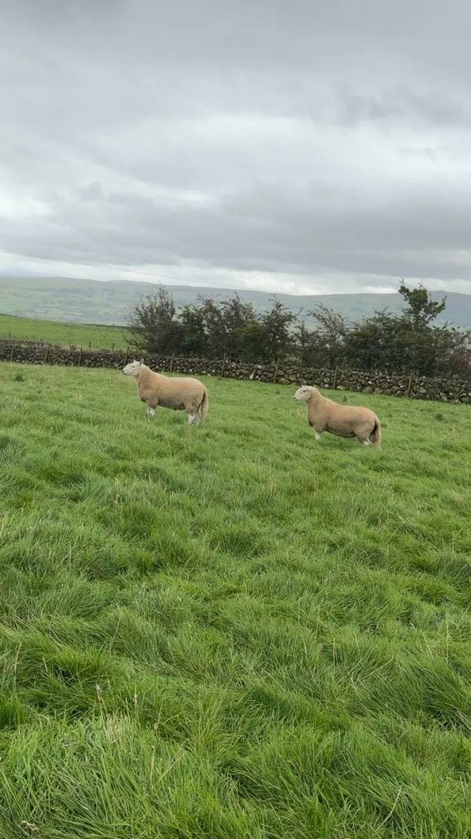 Wicklow Cheviot shearling - Image 3