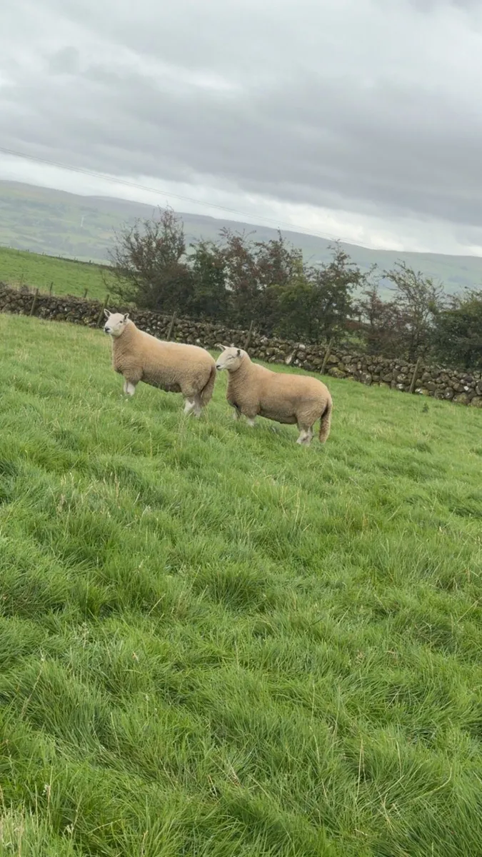 Wicklow Cheviot shearling - Image 1