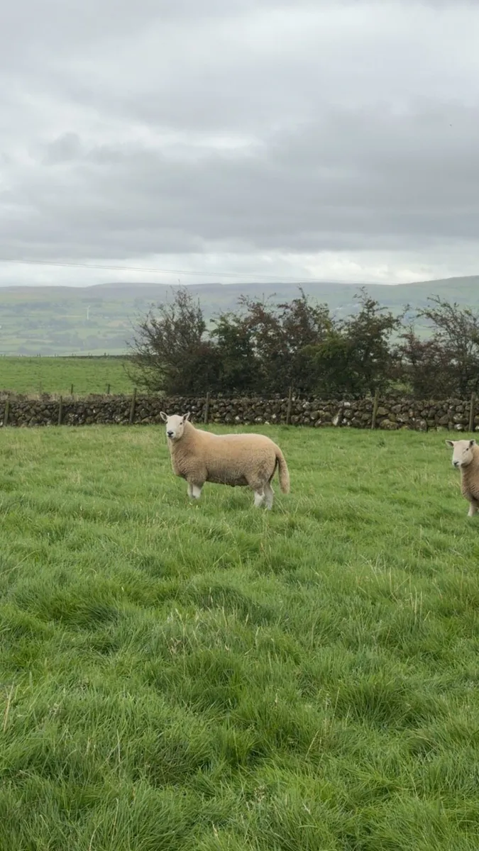 Wicklow Cheviot shearling - Image 4