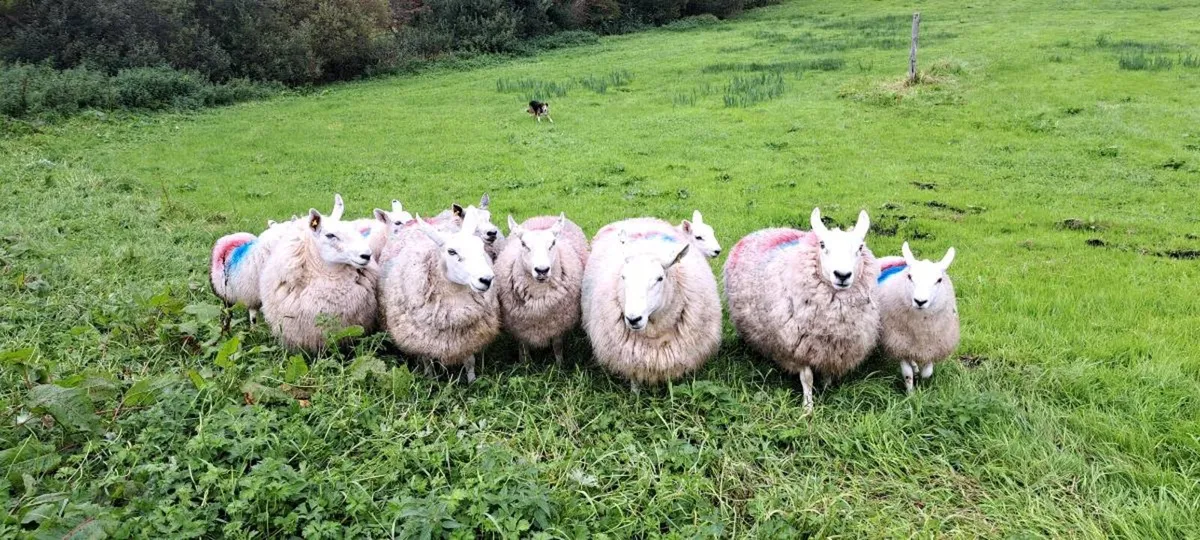 North Country Cheviot Lambs - Image 3