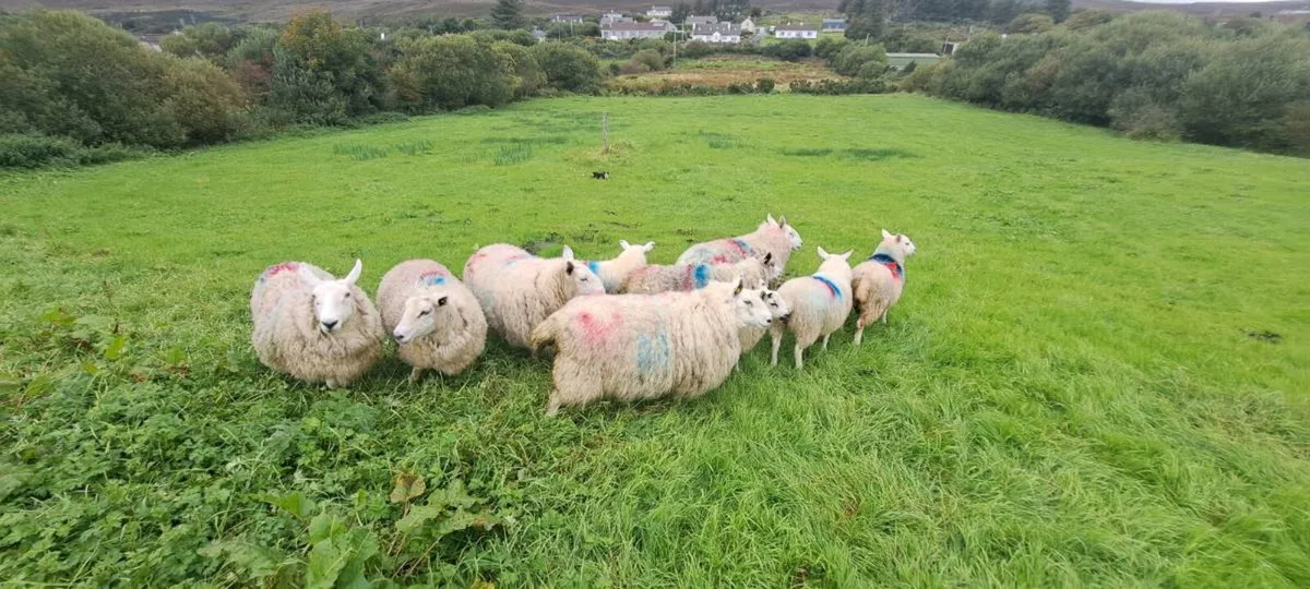 North Country Cheviot Lambs - Image 4