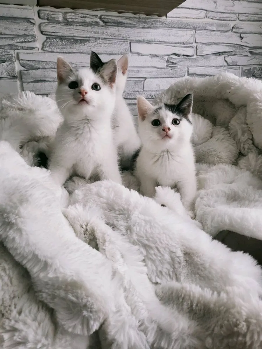 Beautiful Norwegian forest mix kittens (3 remainin - Image 2