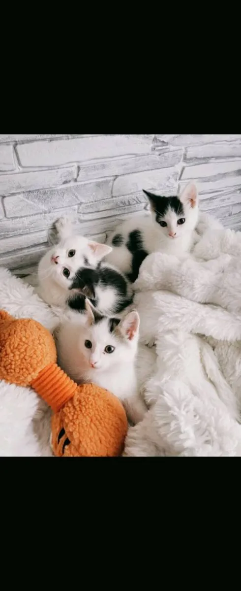 Beautiful Norwegian forest mix kittens (3 remainin - Image 3